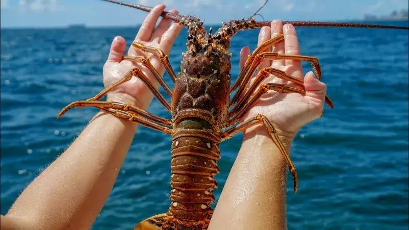 mini lobster season 